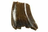 Partial Dromaeosaurid Theropod (Acheroraptor) Tooth - Montana #338999-1
